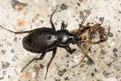 Carabus taedatus