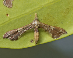 Euthrausta phoenicea