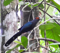 Phaenicophaeus sumatranus