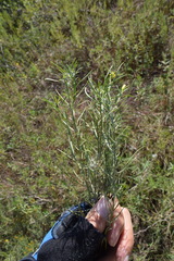 Euthamia gymnospermoides