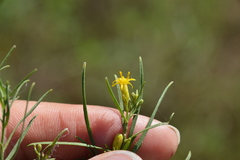 Euthamia gymnospermoides