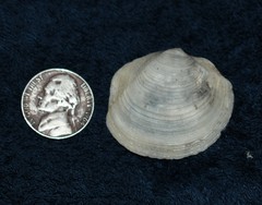 Phacoides pectinatus