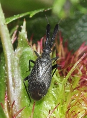 Excentricus planicornis