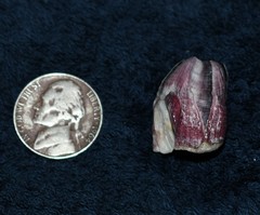 Megabalanus tintinnabulum