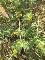 Alkanna orientalis