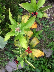 Rauvolfia serpentina