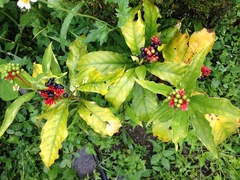 Rauvolfia serpentina