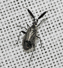 Excentricus planicornis