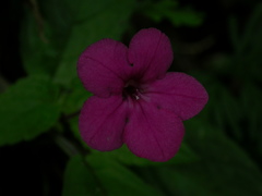 Chrysothemis melittifolia