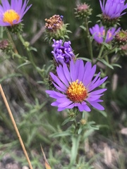 Dieteria bigelovii