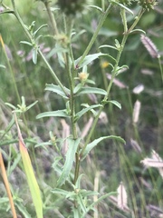 Dieteria bigelovii