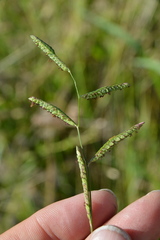 Paspalum denticulatum