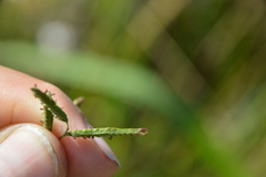 Paspalum denticulatum