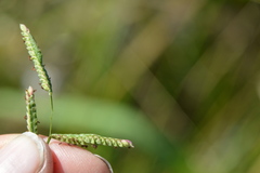 Paspalum denticulatum