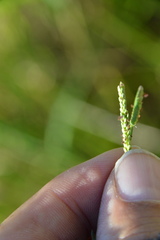 Paspalum denticulatum