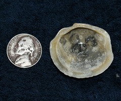 Phacoides pectinatus