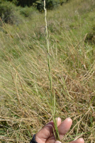Image of Dinebra nealleyi by (c) Dan Johnson, some rights reserved (CC BY)
