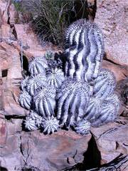 Euphorbia horrida