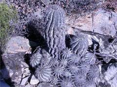 Euphorbia horrida