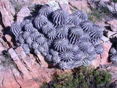 Euphorbia horrida