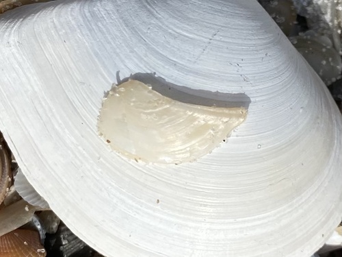 Pandora trilineata observed 2020-10-31