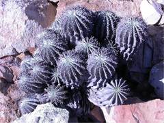 Euphorbia horrida