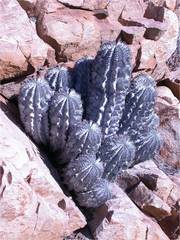 Euphorbia horrida