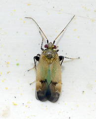 Glaucopterum deserticola