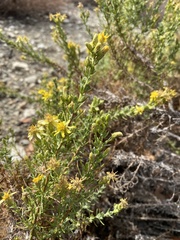 Ericameria pinifolia