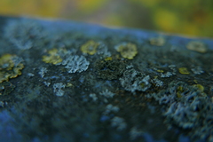 Phaeophyscia nigricans