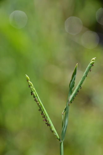 Image of Paspalum acuminatum by (c) Dan Johnson, some rights reserved (CC BY)