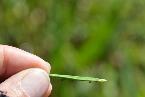 Image of Paspalum acuminatum by (c) Dan Johnson, some rights reserved (CC BY)