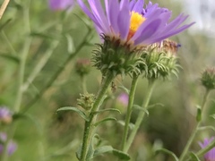 Dieteria bigelovii