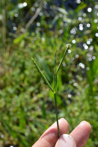 Image of Paspalum acuminatum by (c) Dan Johnson, some rights reserved (CC BY)