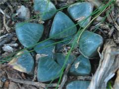 Haworthia bayeri