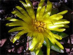 Glottiphyllum