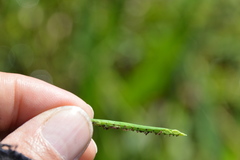 Paspalum acuminatum