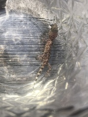 Hemidactylus turcicus