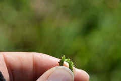 Paspalum acuminatum