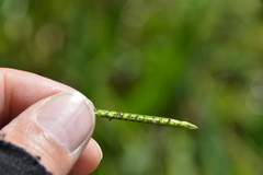 Paspalum acuminatum