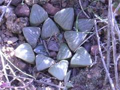 Haworthia bayeri
