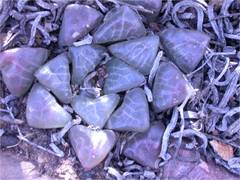 Haworthia bayeri