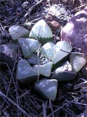 Haworthia bayeri