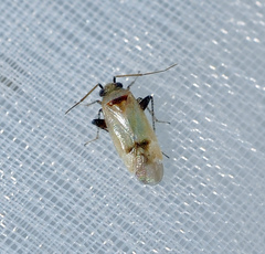 Glaucopterum deserticola