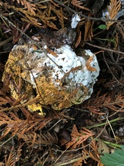 Hypomyces cervinigenus