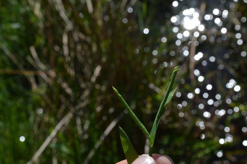 Image of Paspalum acuminatum by (c) Dan Johnson, some rights reserved (CC BY)