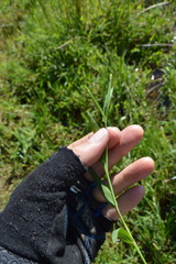 Paspalum acuminatum