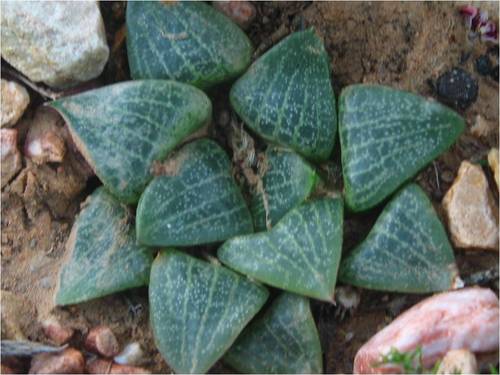 Haworthia emelyae 'Comptoniana'