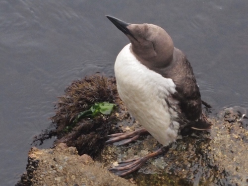 Common Murre, photo 8 of 9