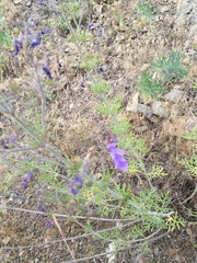 Teucrium orientale